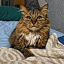 animal, bed, blanket, cat, cozy, cute, domestic, feline, fluffy, fur, green_eyes, house, indoor, mammal, pet, portrait, relaxed, resting, tabby, whiskers