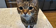 Tigger is registered to the contest to win money with this photo: cat, tabby, whiskers, big_eyes, curious, pet, indoor, countertop, kitchen, cabinets, marble_countertop, hardwood_floor, close_up, portrait, feline, ears, paws, domestic_cat, household, focused