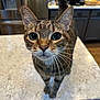 cat, tabby, whiskers, big_eyes, curious, pet, indoor, countertop, kitchen, cabinets, marble_countertop, hardwood_floor, close_up, portrait, feline, ears, paws, domestic_cat, household, focused