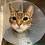 cat, tabby_cat, feline, cone_of_shame, e_collar, veterinary, clinic, pet, close_up, portrait, whiskers, big_eyes, ears, nose, fur, plastic_cone, indoor, patient, recovery, staring