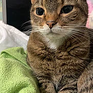 Tigger joined the competition — help win amazing prizes! cat, tabby_cat, pet, feline, closeup, portrait, whiskers, green_blanket, bedding, indoor, cozy, fur, ears, big_eyes, paws, domestic_cat, resting, laptop, curtain, soft_texture