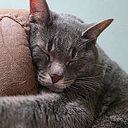 Frank is registered to the contest to win money with this photo: cat, gray_cat, sleeping, resting, close_up, whiskers, feline, pet, cozy, cushion, soft_texture, indoor, relaxed, cute, animal, fur, face, ears, nose, peaceful