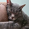 animal, cat, close_up, cozy, cushion, cute, ears, face, feline, fur, gray_cat, indoor, nose, peaceful, pet, relaxed, resting, sleeping, soft_texture, whiskers