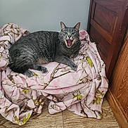Frank is registered to the contest to win money with this photo: cat, grey_tabby, yawning, blanket, pink, patterned_blanket, wooden_floor, dressing_table, indoor, pet, feline, cozy, resting, fur, whiskers, animal, paw, relaxed, home, comfort