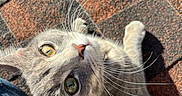 Sapphire joined the competition — help win amazing prizes! cat, gray_cat, tabby, whiskers, eyes, brick_floor, sunlight, texture, denim, clothing, pet, animal, cute, looking_up, outdoor, closeup, feline, curious, shadow, paw