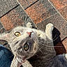 cat, gray_cat, tabby, whiskers, eyes, brick_floor, sunlight, texture, denim, clothing, pet, animal, cute, looking_up, outdoor, closeup, feline, curious, shadow, paw
