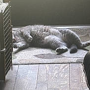 Sapphire joined the competition — help win amazing prizes! cat, gray_cat, indoor, rug, wooden_floor, relaxing, sleeping, fluffy, pet, animal, feline, home, crate, resting, cozy, quiet, paw, tail, floor, sunlight