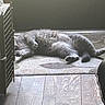 cat, gray_cat, indoor, rug, wooden_floor, relaxing, sleeping, fluffy, pet, animal, feline, home, crate, resting, cozy, quiet, paw, tail, floor, sunlight