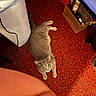 Sapphire joined the competition — help win amazing prizes! cat, gray_cat, carpet, red_carpet, indoor, trash_bin, basket, slippers, floor, pet, animal, fur, curious, looking_up, domestic, home, cozy, clutter, furniture, living_space