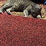 Sapphire joined the competition — help win amazing prizes! cat, gray_cat, tabby, sleeping, resting, indoor, rug, patterned_rug, carpet, feline, pet, cozy, relaxed, animal, fur, whiskers, paws, ears, home, floor