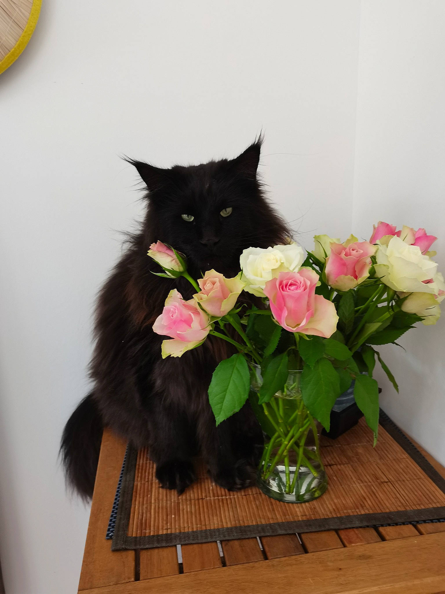 Paga participe au concours pour gagner de l'argent avec cette photo : black_cat, bombay, carnivore, cat, domestic_short_haired_cat, felidae, flooring, flower, flower_arranging, flowerpot, fur, grass, houseplant, petal, plant, small_to_medium_sized_cats, tail, tree, whiskers, window