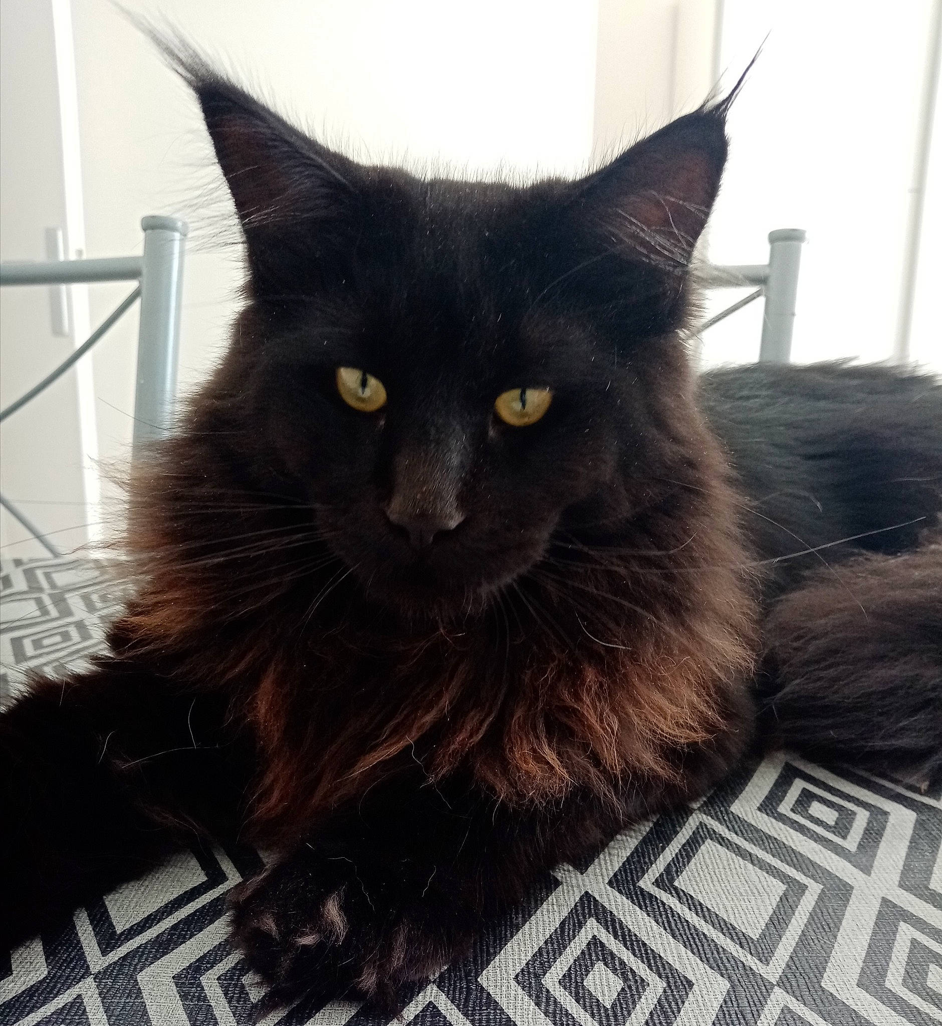 Paga a rejoint le concours — aidez-le/la à gagner de superbes lots ! black_cat, bombay, box, carnivore, cat, cat_furniture, cat_supply, claw, domestic_short_haired_cat, felidae, flooring, fur, grey, monochrome_photography, plant, sitting, small_to_medium_sized_cats, snout, tail, whiskers