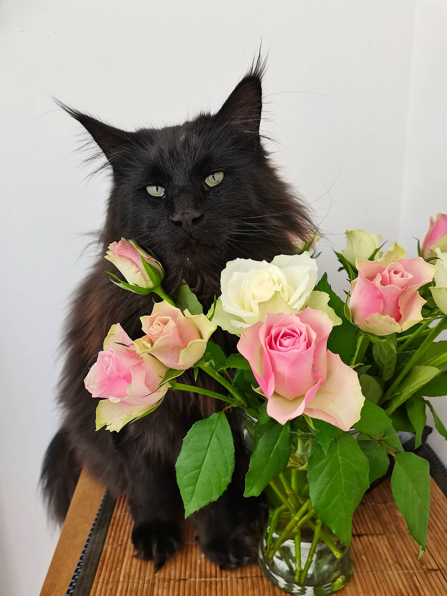 Paga a rejoint le concours — aidez-le/la à gagner de superbes lots ! artificial_flower, black_cat, bombay, carnivore, cat, felidae, flower, flower_arranging, flowering_plant, flowerpot, garden_roses, hybrid_tea_rose, petal, pink, plant, rose, small_to_medium_sized_cats, tail, vase, whiskers