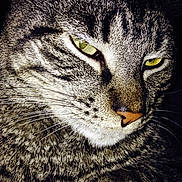 Lilly joined the competition — help win amazing prizes! animal, cat, close_up, cute, detail, domestic_animal, expression, face, feline, fur, green_eyes, indoor, looking_away, mammal, nose, pet, portrait, tabby, whiskers