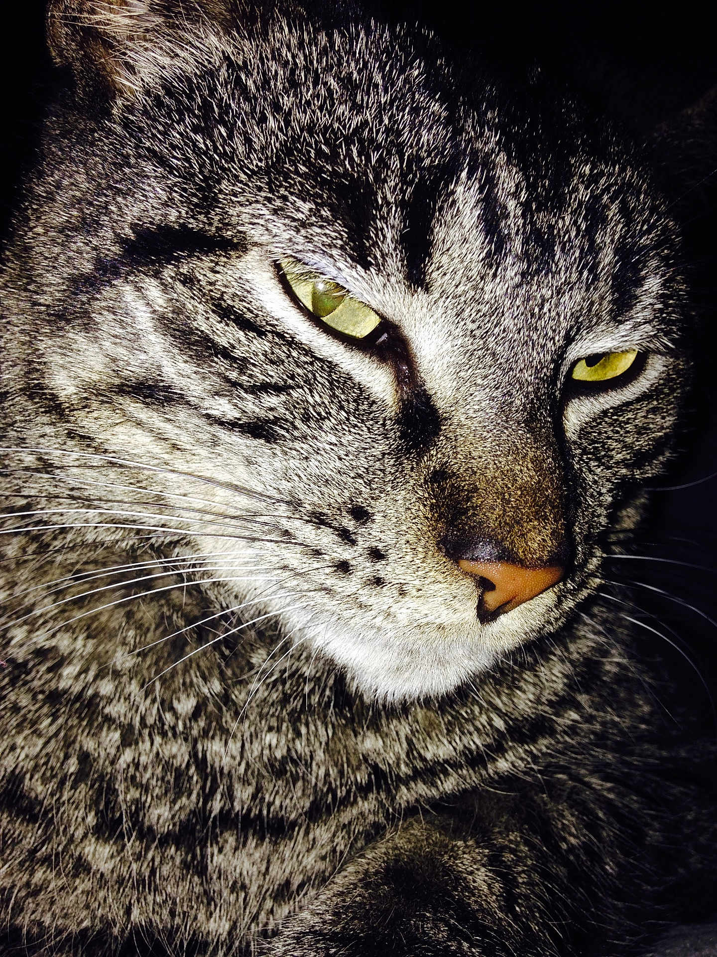 Lilly joined the competition — help win amazing prizes! animal, cat, close_up, cute, detail, domestic_animal, expression, face, feline, fur, green_eyes, indoor, looking_away, mammal, nose, pet, portrait, tabby, whiskers