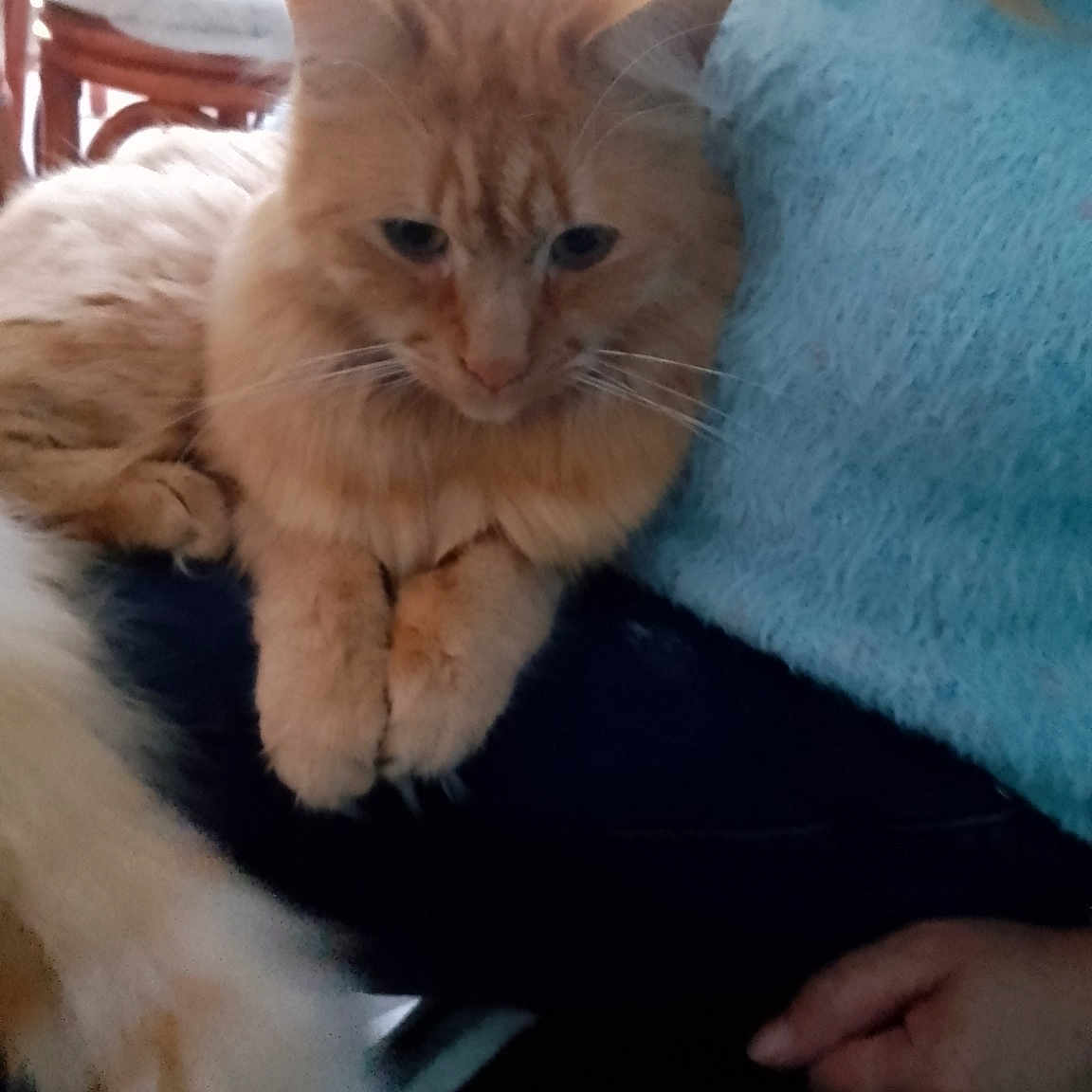 Caramel