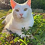 Floyd a rejoint le concours — aidez-le/la à gagner de superbes lots ! cat, white_cat, outdoor, sunlight, greenery, plants, nature, animal, pet, relaxed, close_up, ears, fur, whiskers, garden, daylight, mammal, ground, flora, peaceful