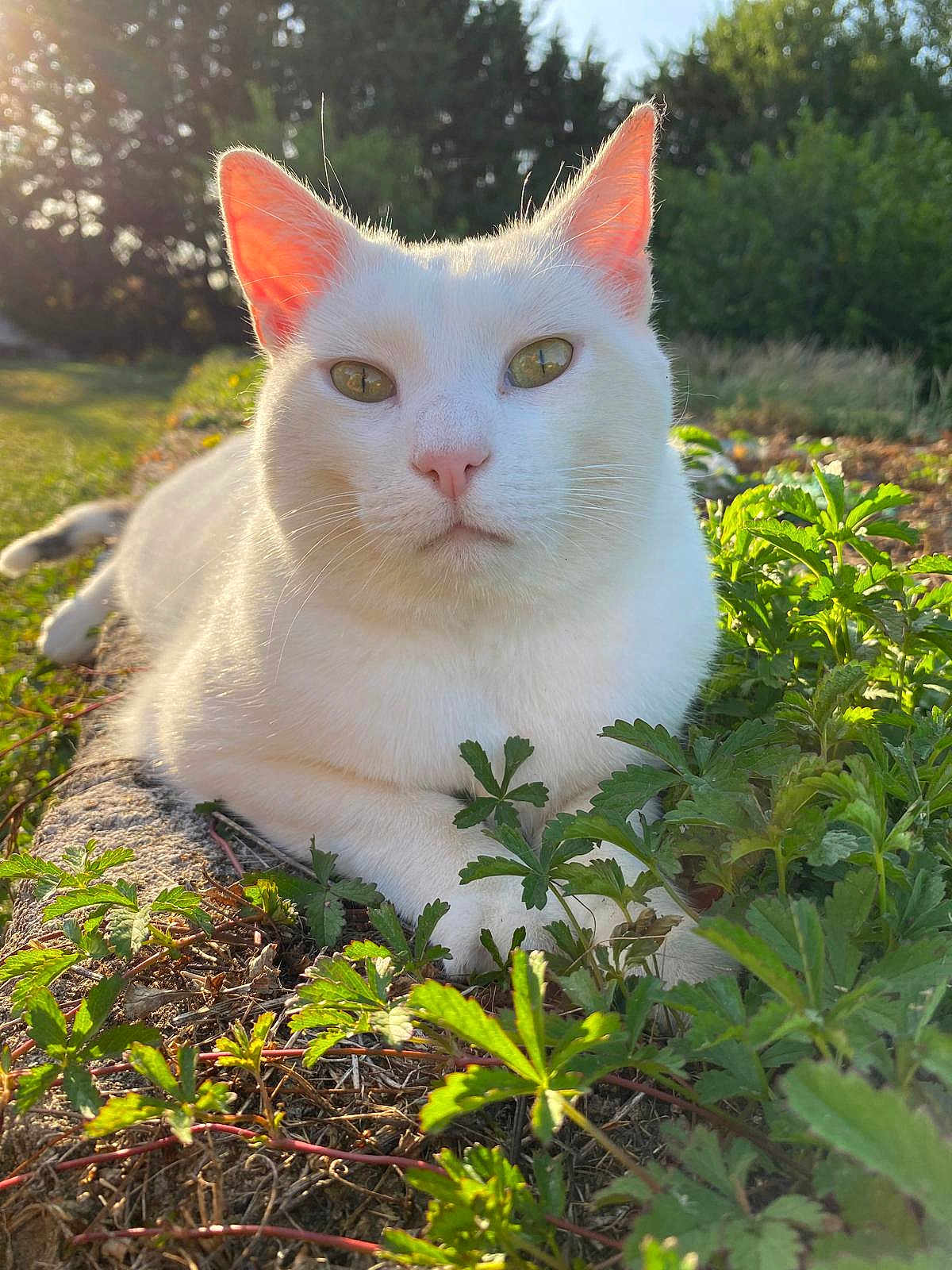 Floyd a rejoint le concours — aidez-le/la à gagner de superbes lots ! cat, white_cat, outdoor, sunlight, greenery, plants, nature, animal, pet, relaxed, close_up, ears, fur, whiskers, garden, daylight, mammal, ground, flora, peaceful