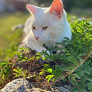 Floyd participe au concours pour gagner de l'argent avec cette photo : cat, white_cat, animal, pet, outdoor, nature, greenery, plants, sunlight, grass, relaxing, feline, close_up, mammal, leaf, daylight, calm, lying_down, garden, soft_focus