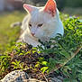 animal, calm, cat, close_up, daylight, feline, garden, grass, greenery, leaf, lying_down, mammal, nature, outdoor, pet, plants, relaxing, soft_focus, sunlight, white_cat