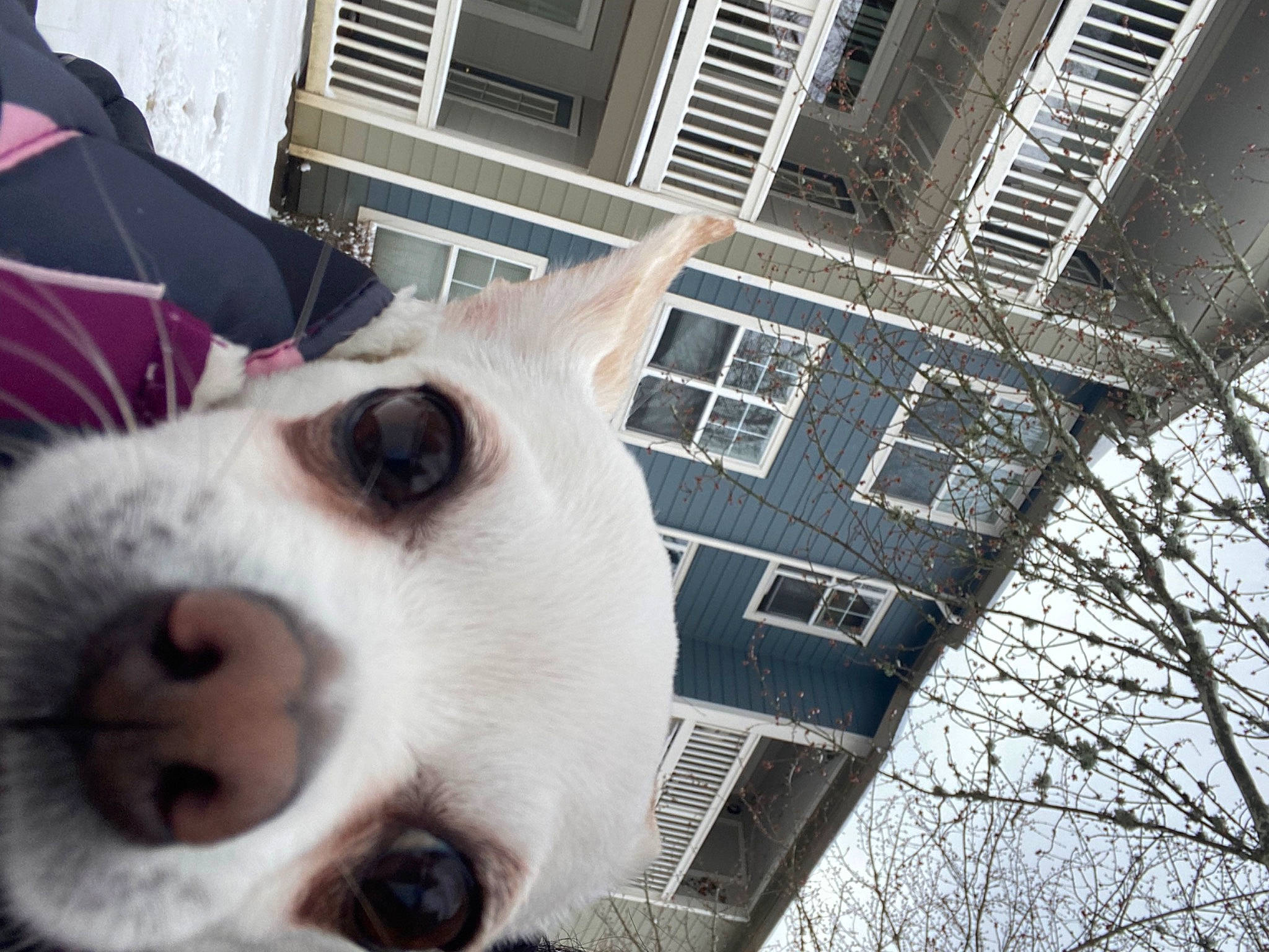 Bonbona joined the competition — help win amazing prizes! building, canidae, carnivore, collar, companion_dog, dog, dog_breed, door, facade, fur, house, sky, snout, sporting_group, tree, twig, whiskers, white, window, working_animal