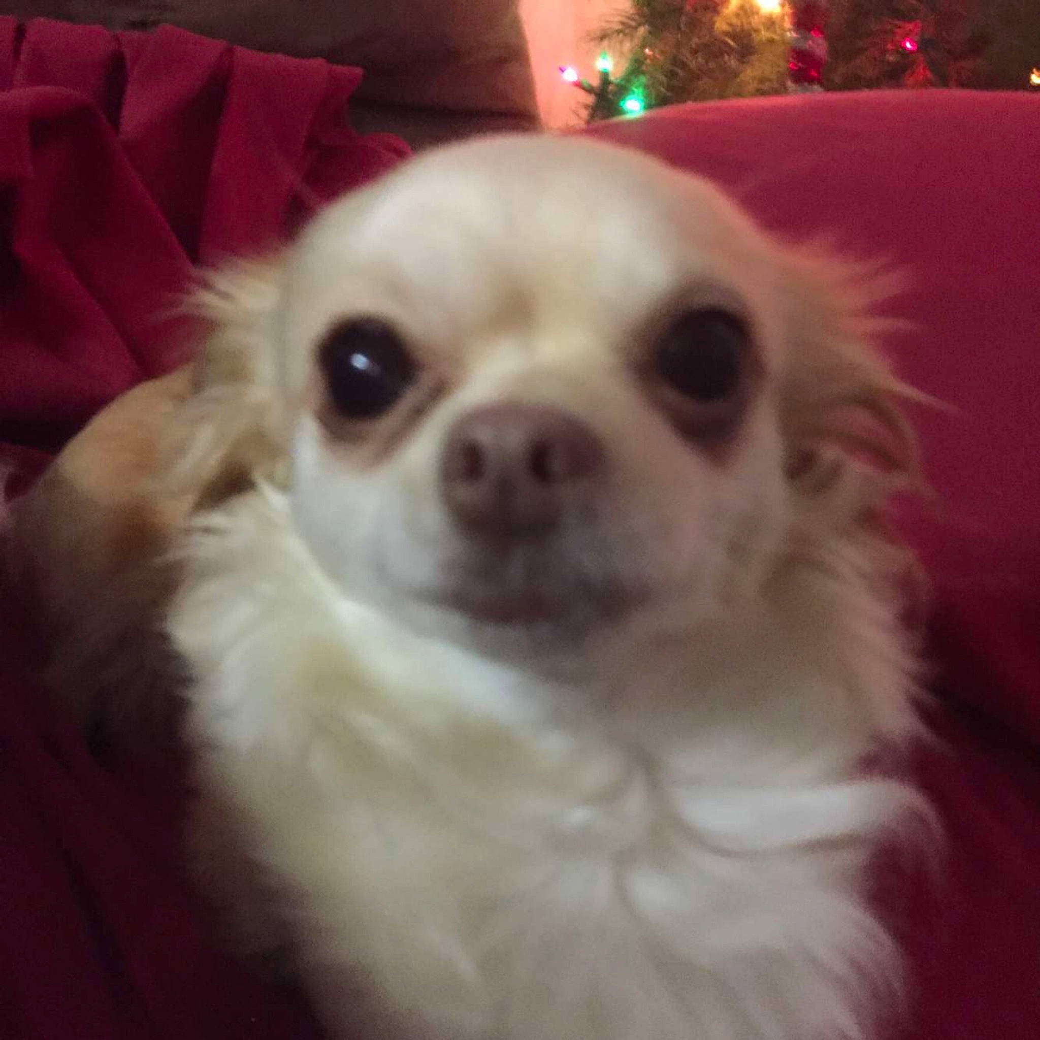 Chiquis joined the competition — help win amazing prizes! bored, canidae, carnivore, christmas_decoration, christmas_ornament, companion_dog, dog, dog_breed, event, fur, holiday, non_sporting_group, snout, sporting_group, toy_dog, volpino_italiano, whiskers, working_animal