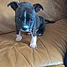 Booba participe au concours pour gagner de l'argent avec cette photo : puppy, dog, leather_couch, brown, black_and_white, pet, young_dog, indoor, animal, sitting, cute, small, fur, ears, paw, canine, home, relaxed, one_eye_closed, texture