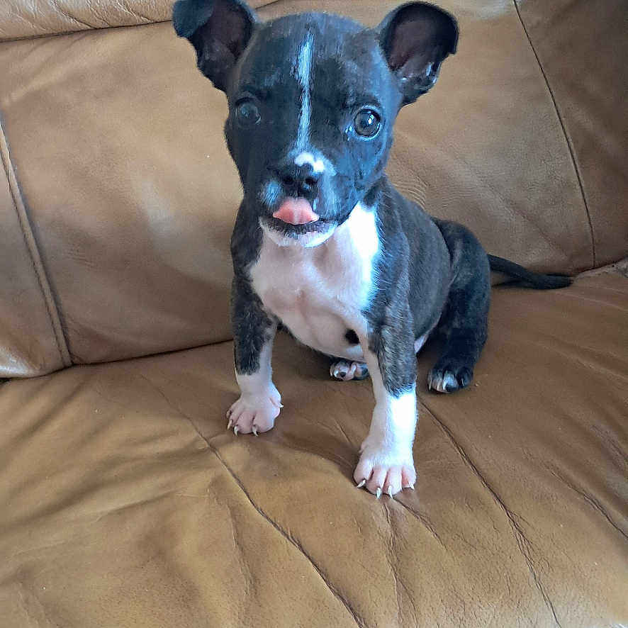 Booba participe au concours pour gagner de l'argent avec cette photo : puppy, dog, leather_couch, brown, pet, animal, tongue_out, sitting, indoor, cute, small_dog, black_and_white, fur, ears, front_paws, young, canine, domestic_animal, companion, resting
