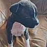 Booba participe au concours pour gagner de l'argent avec cette photo : puppy, dog, black_and_white, small_dog, leather_couch, indoor, pet, young_dog, sitting, curious, fur, paw, animal, domestic_animal, cute, companion, home, young_puppy, pet_indoor, resting