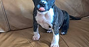 Booba participe au concours pour gagner de l'argent avec cette photo : puppy, dog, pet, leather_couch, brown_couch, small_dog, black_and_white, tongue_out, sitting, indoors, cute, young_dog, animal, canine, fur, ears, paw, home, comfortable, adorable