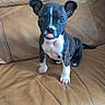 puppy, dog, pet, leather_couch, brown_couch, small_dog, black_and_white, tongue_out, sitting, indoors, cute, young_dog, animal, canine, fur, ears, paw, home, comfortable, adorable