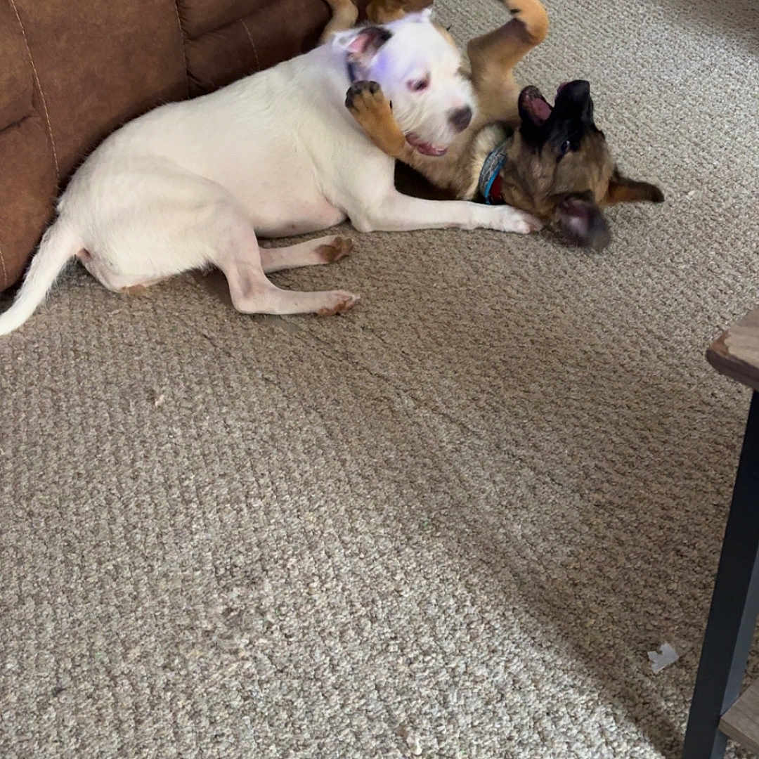 Luna And Duke is registered to the contest to win money with this photo: animal, brown_chair, brown_dog, carpet, collar, dog, dogs, floor, fun, furniture, home, indoor, living_room, pets, playing, power_outlet, recliner, wall, white_dog, wrestling