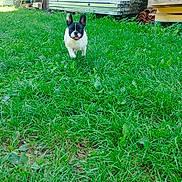 Bobby participe au concours pour gagner de l'argent avec cette photo : dog, french_bulldog, pet, animal, grass, outdoor, garden, greenery, standing, running, portrait, front_view, black_and_white, short_coat, upright_ears, open_mouth, happy, playful, construction_materials, daylight