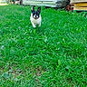 dog, french_bulldog, pet, animal, grass, outdoor, garden, greenery, standing, running, portrait, front_view, black_and_white, short_coat, upright_ears, open_mouth, happy, playful, construction_materials, daylight