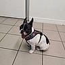 Bobby participe au concours pour gagner de l'argent avec cette photo : dog, french_bulldog, puppy, black_and_white, sitting, open_mouth, happy, playful, harness, superhero, colorful, indoor, tiled_floor, floor, wall, door, pet, animal, portrait, photography