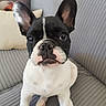 Bobby a rejoint le concours — aidez-le/la à gagner de superbes lots ! dog, french_bulldog, pet, animal, portrait, close_up, black_and_white, brindle, white_chest, upright_ears, large_eyes, nose, whiskers, short_snout, sitting, couch, sofa, striped_fabric, indoors, photography
