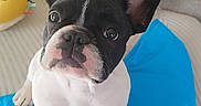 Bobby participe au concours pour gagner de l'argent avec cette photo : dog, puppy, french_bulldog, pet, animal, black_and_white, sitting, portrait, close_up, wide_eyes, large_ears, short_snout, wrinkled_face, blue_blanket, couch, pillows, toys, indoors, cute, photography