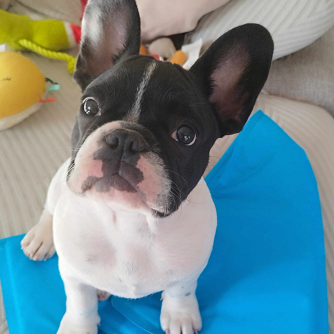 Bobby participe au concours pour gagner de l'argent avec cette photo : dog, puppy, french_bulldog, pet, animal, black_and_white, sitting, portrait, close_up, wide_eyes, large_ears, short_snout, wrinkled_face, blue_blanket, couch, pillows, toys, indoors, cute, photography