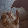 Pumpkin joined the competition — help win amazing prizes! cat, orange_cat, fluffy, pet, indoor, surprised, paw, hand, pointing, closeup, animal, fur, expression, couch, wall, domestic_cat, mammal, whiskers, cute, playful
