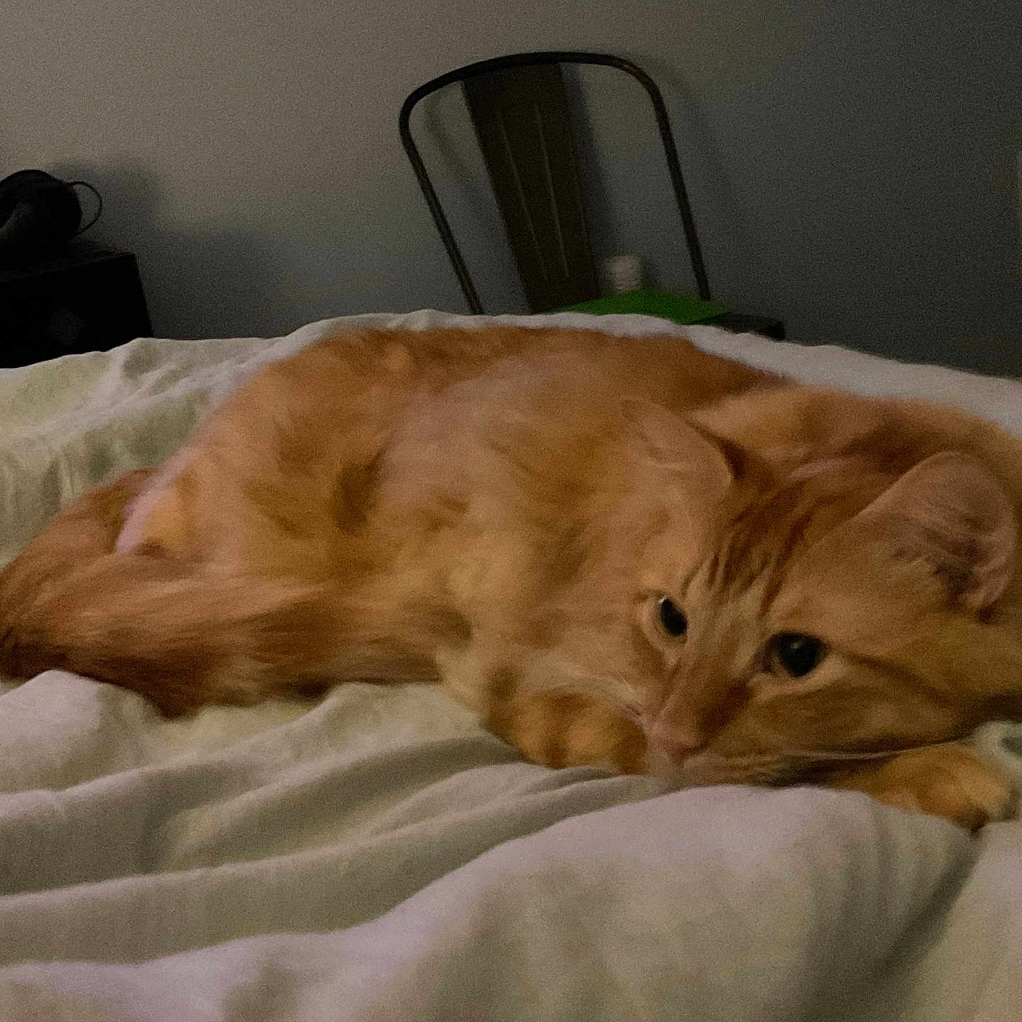 Pumpkin