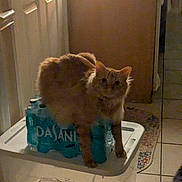 Pumpkin is registered to the contest to win money with this photo: cat, orange_cat, water_bottles, dasani, plastic_container, indoor, tile_floor, door, rug, dim_lighting, pet, curious, feline, household, domestic, perched, orange_fur, looking_at_camera, home, cozy