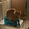 cat, orange_cat, water_bottles, dasani, plastic_container, indoor, tile_floor, door, rug, dim_lighting, pet, curious, feline, household, domestic, perched, orange_fur, looking_at_camera, home, cozy