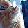 Pumpkin joined the competition — help win amazing prizes! cat, orange_cat, fluffy, indoor, pet, close_up, whiskers, fur, tail, reflection, screen, furniture, cozy, domestic_animal, mammal, cute, portrait, relaxed, home, animal