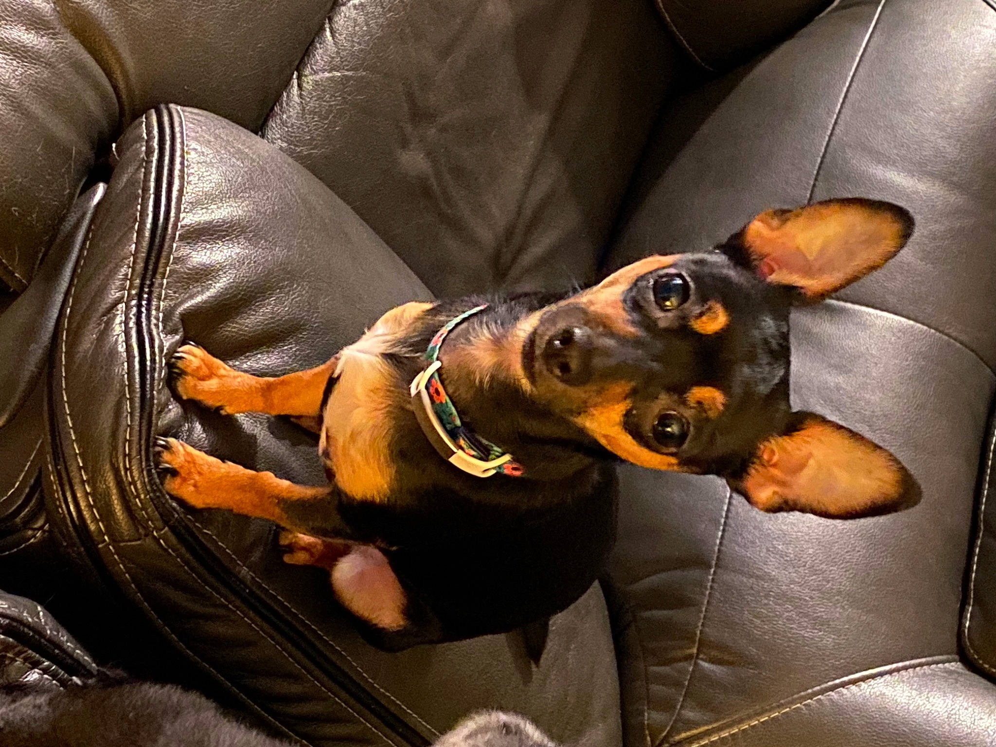 Eve joined the competition — help win amazing prizes! canidae, car_seat, carnivore, collar, comfort, companion_dog, dobermann, dog, dog_breed, guard_dog, paw, pinscher, prazsky_krysarik, sporting_group, toy_dog, vehicle_door, working_animal, working_dog