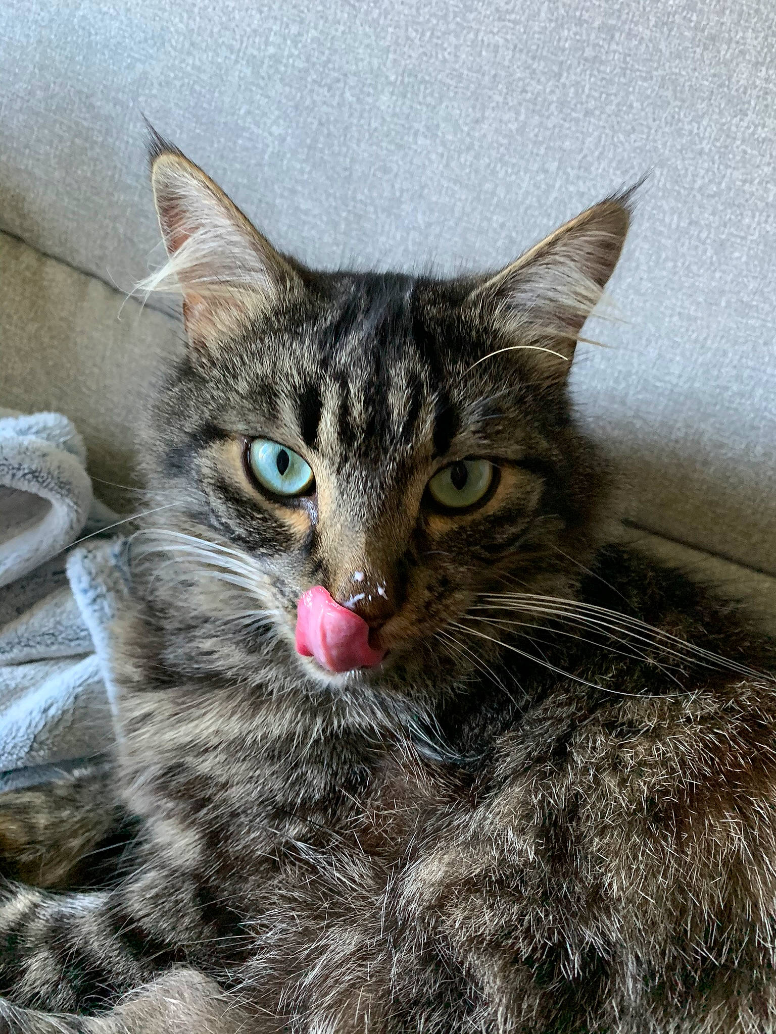 Pixel participe au concours pour gagner de l'argent avec cette photo : carnivore, cat, claw, domestic_short_haired_cat, eye, felidae, fur, paw, small_to_medium_sized_cats, snout, terrestrial_animal, whiskers, wildlife