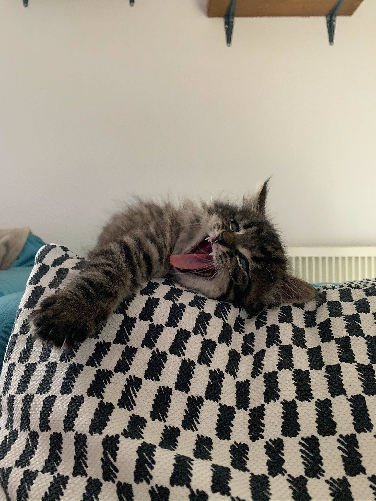 Pixel a rejoint le concours — aidez-le/la à gagner de superbes lots ! carnivore, cat, comfort, domestic_short_haired_cat, fang, felidae, flooring, fur, grey, linens, monochrome_photography, pattern, paw, room, small_to_medium_sized_cats, snout, tail, terrestrial_animal, whiskers, yawn