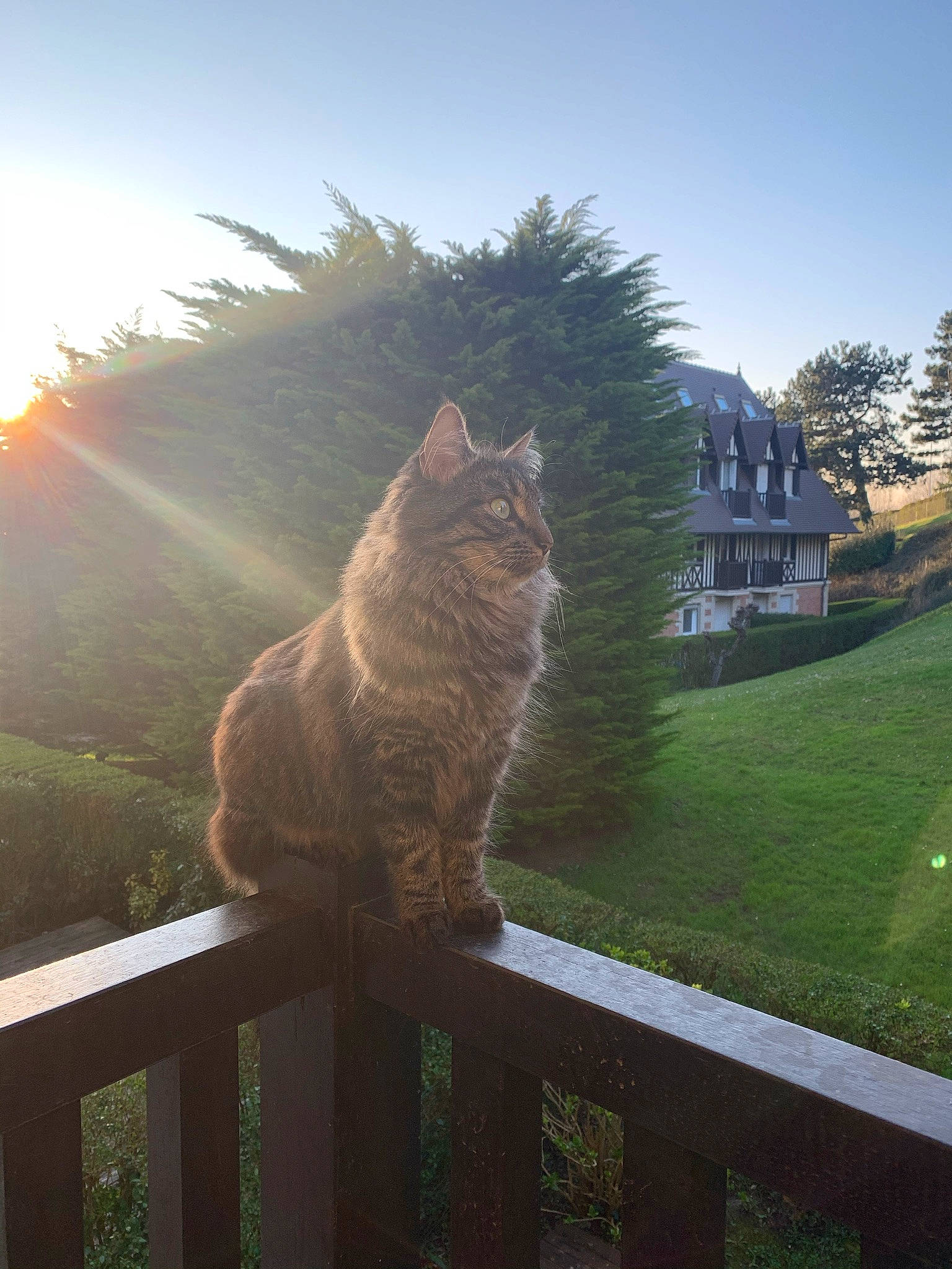 Pixel participe au concours pour gagner de l'argent avec cette photo : building, carnivore, cat, fawn, felidae, fence, grass, home_fencing, landscape, light, plant, sky, small_to_medium_sized_cats, sunlight, tail, tints_and_shades, tree, whiskers, window, wood