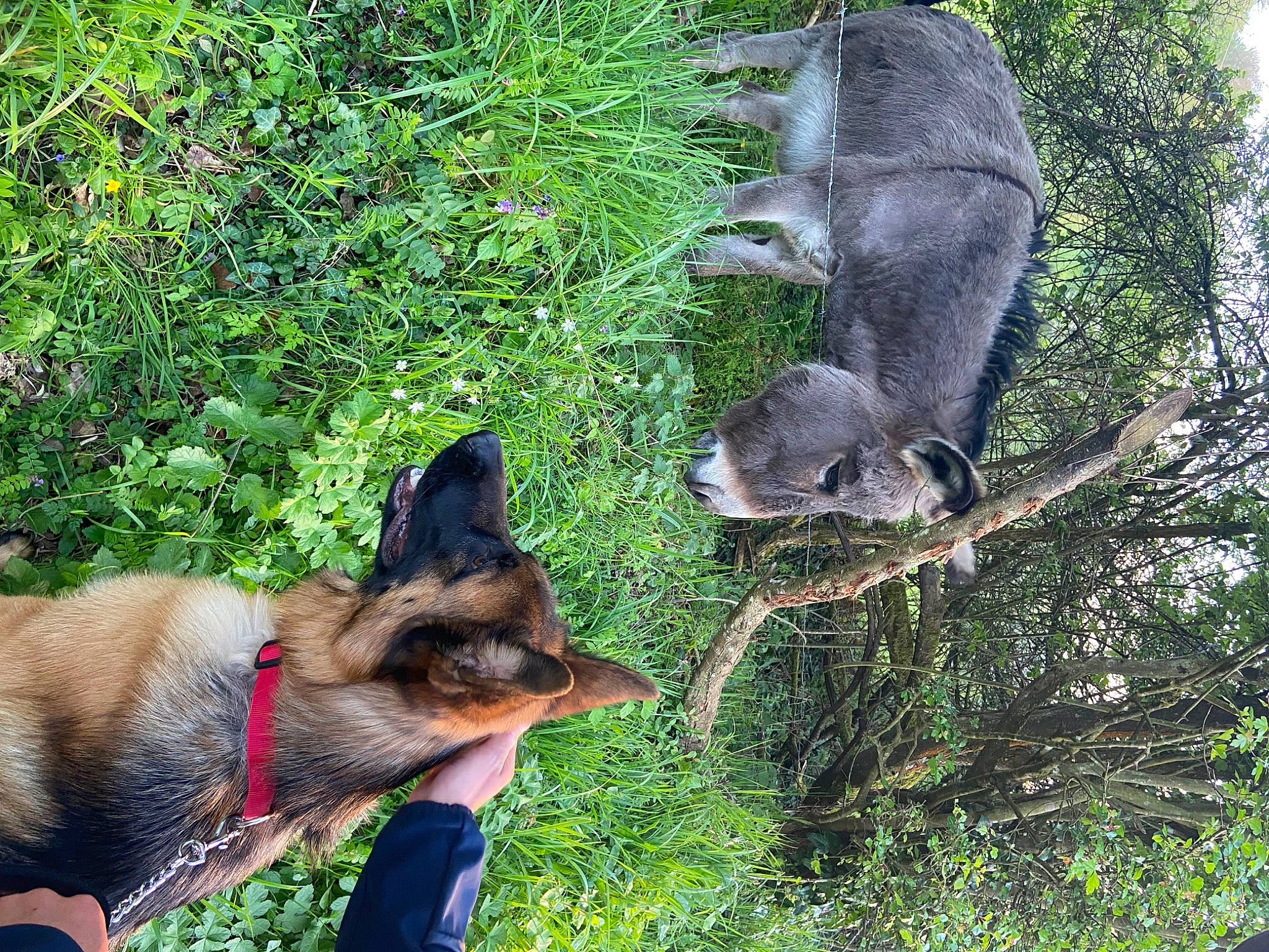 Cybelle a rejoint le concours — aidez-le/la à gagner de superbes lots ! carnivore, collar, companion_dog, dog, dog_breed, dog_supply, east_european_shepherd, fur, german_shepherd_dog, grass, king_shepherd, koala, mammal, organism, plant, snout, terrestrial_animal, tree, wildlife, working_animal