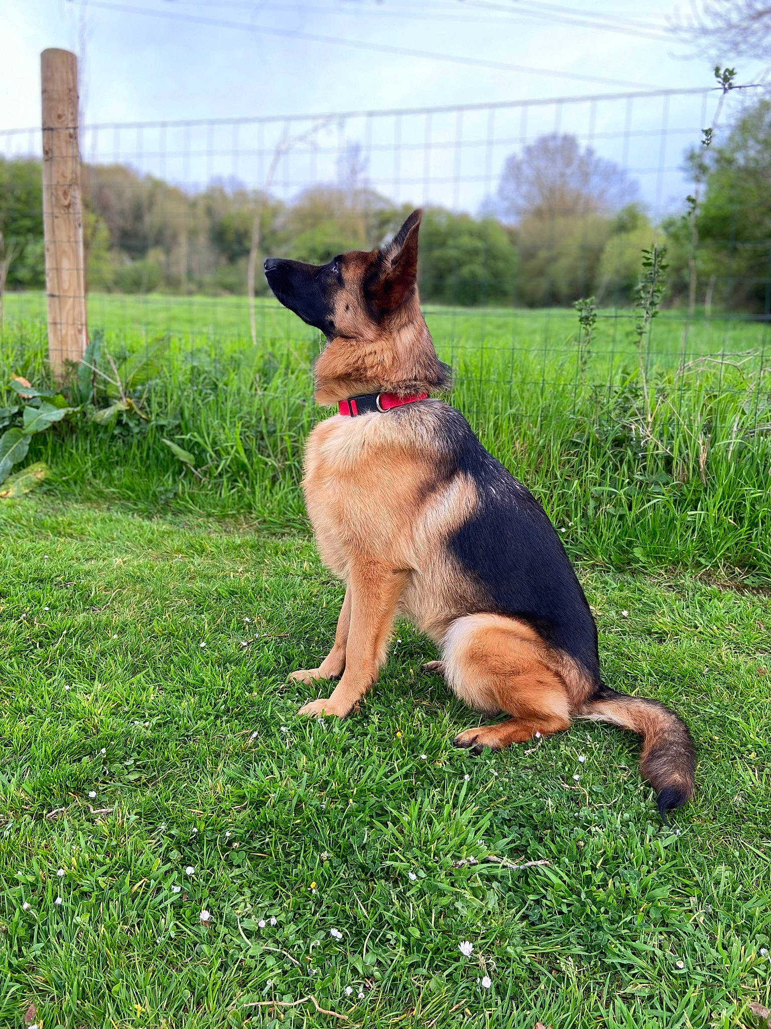 Cybelle a rejoint le concours — aidez-le/la à gagner de superbes lots ! canidae, carnivore, cloud, collar, companion_dog, disc_dog, dog, dog_breed, east_european_shepherd, fawn, grass, grassland, plant, sky, snout, sporting_group, tail, terrestrial_animal, tree, working_dog