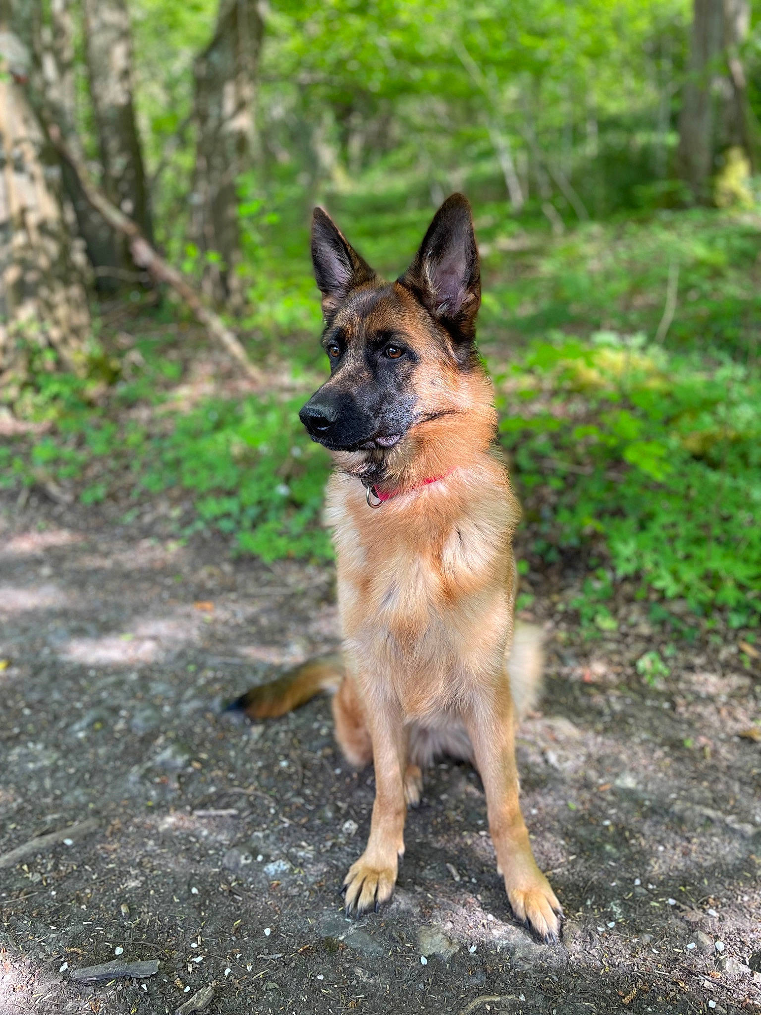 Cybelle participe au concours pour gagner de l'argent avec cette photo : canidae, carnivore, companion_dog, dog, dog_breed, east_european_shepherd, fawn, forest, german_shepherd_dog, grass, herding_dog, king_shepherd, plant, soil, sporting_group, terrestrial_animal, tree, wildlife, wood, working_dog